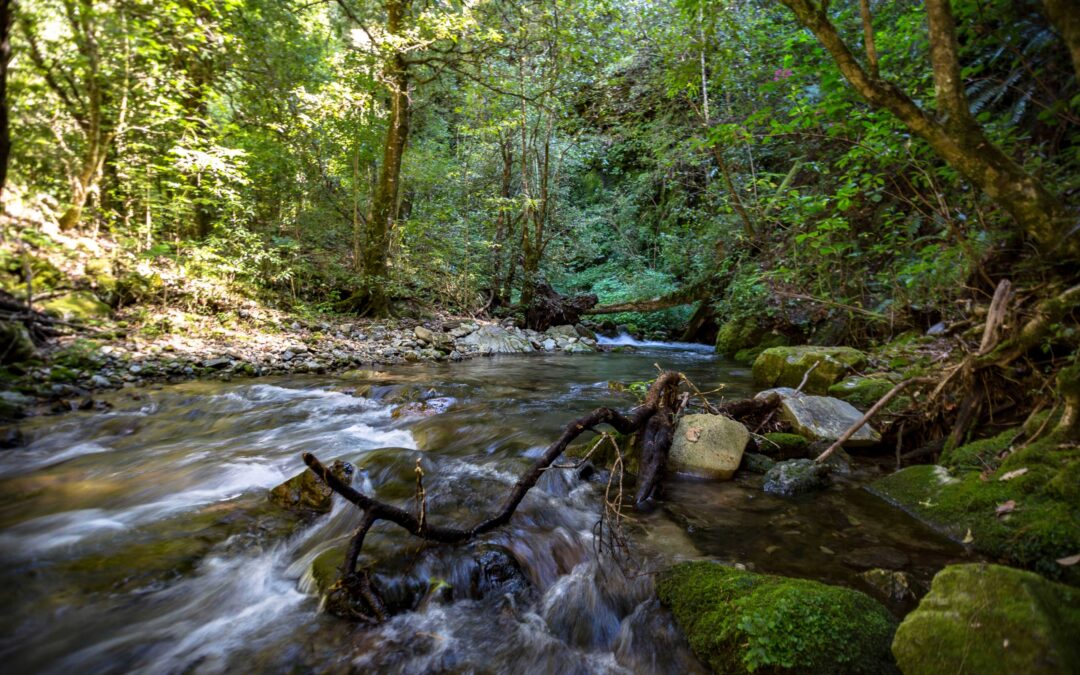 Fortalecer las políticas de manejo y conservación de los bosques para detener la deforestación y hacer frente al cambio climático